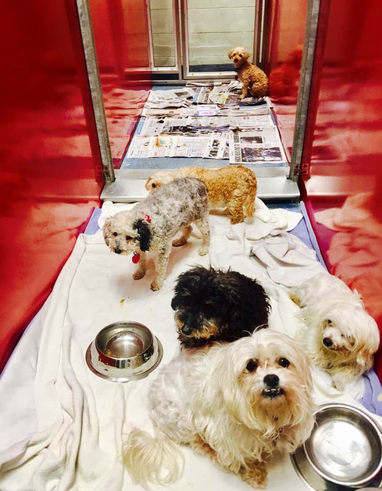 Southampton-Animal-Shelter-Puppies