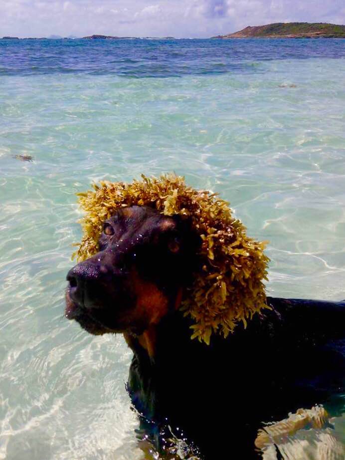 My-Island-Dog-Seaweed